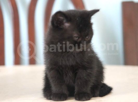 1.5 Aylık British Shorthair Siyah görsel