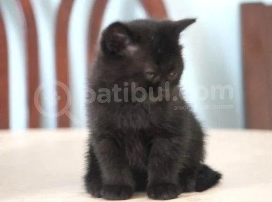 1.5 Aylık British Shorthair Siyah