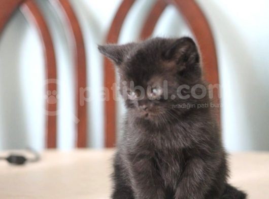 1.5 Aylık British Shorthair Siyah görsel