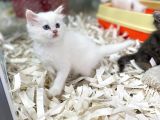 Orj. Babyface Bri̇ti̇sh Bluepoi̇nt Bebeklerimiz