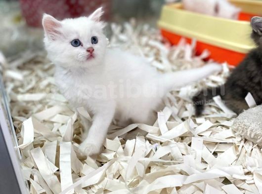 Orj. Babyface Bri̇ti̇sh Bluepoi̇nt Bebeklerimiz görsel
