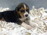 Orj. Babyface Eli̇zabeth Beagle Bebeklerimiz