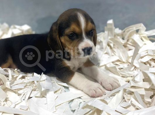 Orj. Babyface Eli̇zabeth Beagle Bebeklerimiz görsel