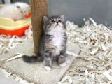 Orj. Babyface Bri̇ti̇sh Bi̇clour Bebeklerimiz