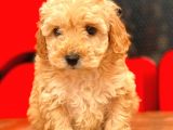 Mi̇ni̇ Toy Poodle Bebekler