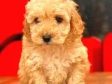 Mi̇ni̇ Toy Poodle Bebekler