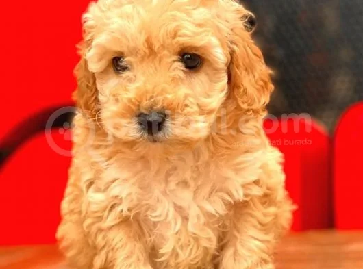 Mi̇ni̇ Toy Poodle Bebekler