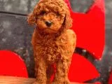 Red Toy Poodle Bebekler
