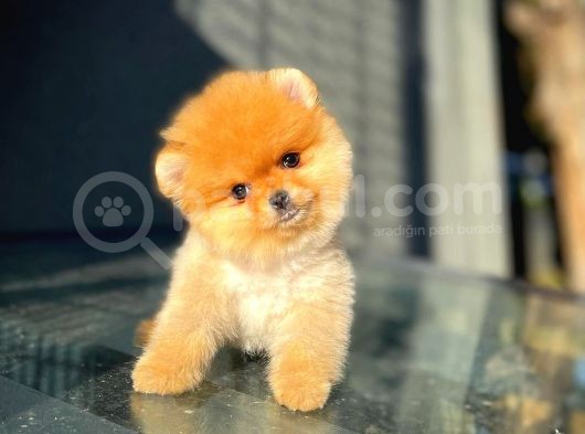 Çocuklarla Anlaşabilen En İyi Irk Pomeranian Yavrularımız görsel