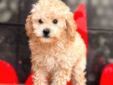 Apri̇cot Toy Poodle Bebekler