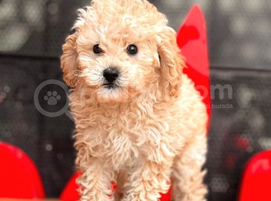 Apri̇cot Toy Poodle Bebekler görsel