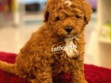 Muhteşem Kalite Red Brown Toy Poodle Yavrumuz