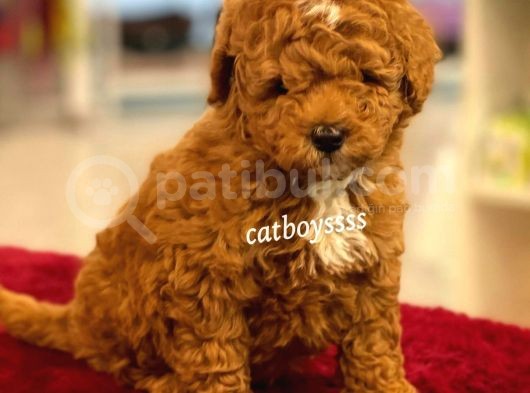 Muhteşem Kalite Red Brown Toy Poodle Yavrumuz görsel
