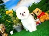 Show Kalite Pomeranian Yavrularımız