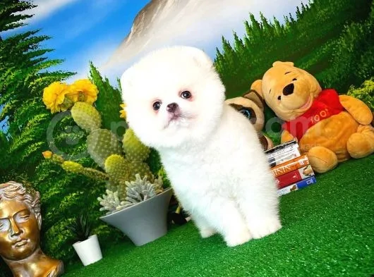 Show Kalite Pomeranian Yavrularımız
