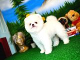 Show Kalite Pomeranian Yavrularımız