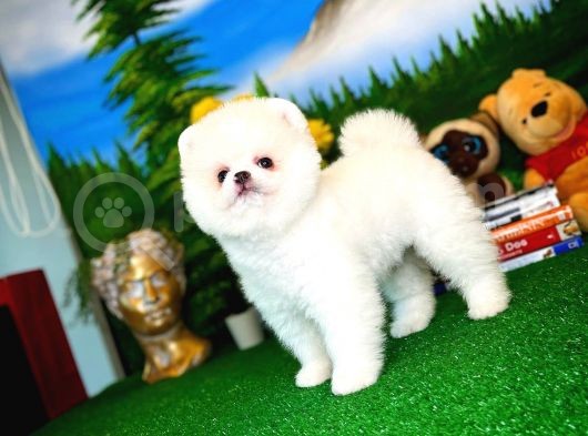 Show Kalite Pomeranian Yavrularımız görsel