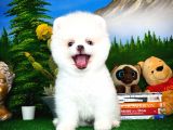 Show Kalite Pomeranian Yavrularımız