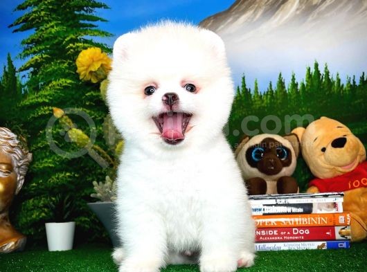 Show Kalite Pomeranian Yavrularımız görsel