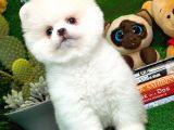 Show Kalite Pomeranian Yavrularımız