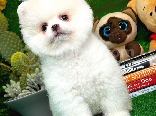Show Kalite Pomeranian Yavrularımız görsel