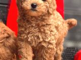 Red Toy Poodle Bebekler