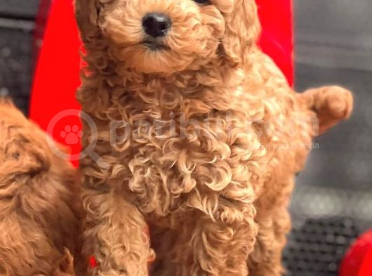 Red Toy Poodle Bebekler görsel