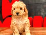 Mi̇ni̇ Toy Poodle Bebekler