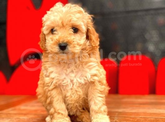 Mi̇ni̇ Toy Poodle Bebekler görsel