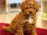 Muhteşem Kalite Red Brown Toy Poodle Yavrumuz
