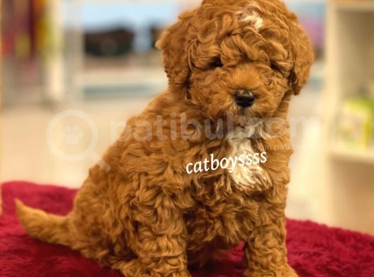 Muhteşem Kalite Red Brown Toy Poodle Yavrumuz görsel