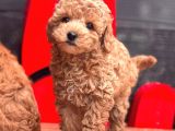 Red Toy Poodle Bebekler