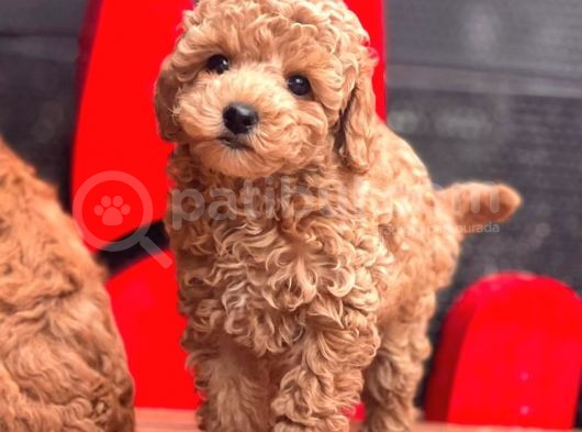 Red Toy Poodle Bebekler görsel
