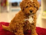 Muhteşem Kalite Red Brown Toy Poodle Yavrumuz