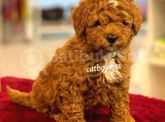 Muhteşem Kalite Red Brown Toy Poodle Yavrumuz görsel