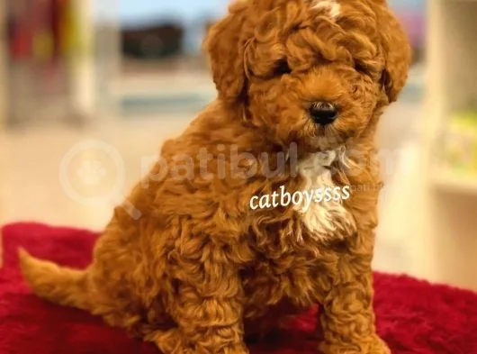 Muhteşem Kalite Red Brown Toy Poodle Yavrumuz
