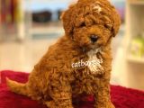 Muhteşem Kalite Red Brown Toy Poodle Yavrumuz