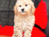 Apri̇cot Toy Poodle Bebekler