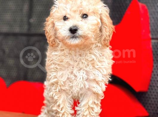 Apri̇cot Toy Poodle Bebekler görsel