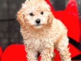 Apri̇cot Toy Poodle Bebekler