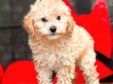 Apri̇cot Toy Poodle Bebekler