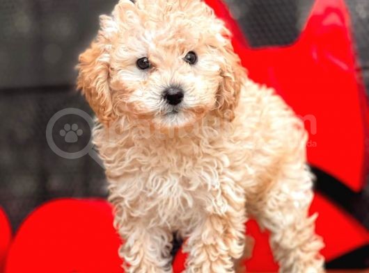 Apri̇cot Toy Poodle Bebekler görsel