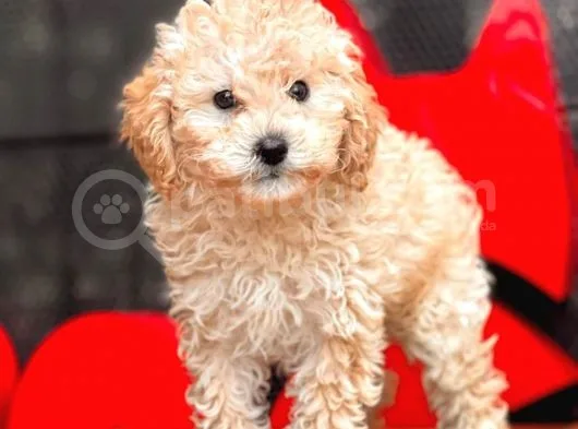 Apri̇cot Toy Poodle Bebekler