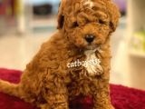 Muhteşem Kalite Red Brown Toy Poodle Yavrumuz