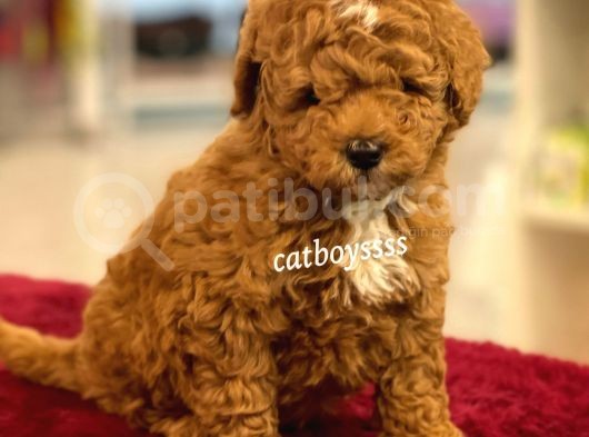 Muhteşem Kalite Red Brown Toy Poodle Yavrumuz görsel