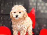 Apri̇cot Toy Poodle Bebekler