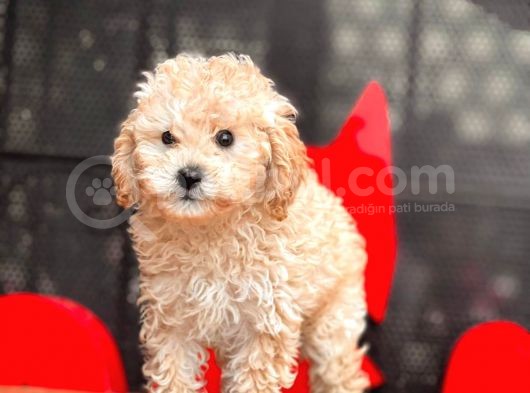 Apri̇cot Toy Poodle Bebekler görsel