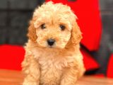 Mi̇ni̇ Toy Poodle Bebekler