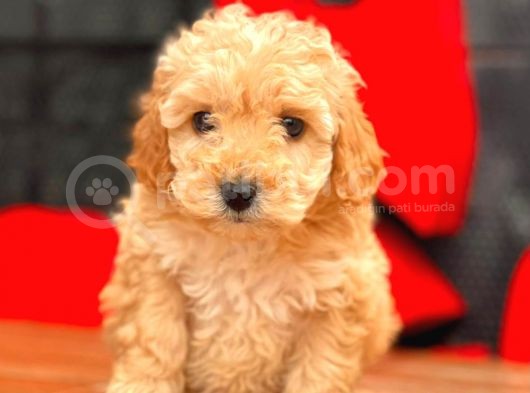 Mi̇ni̇ Toy Poodle Bebekler görsel