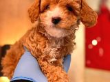 Red Toy Poodle Bebekler